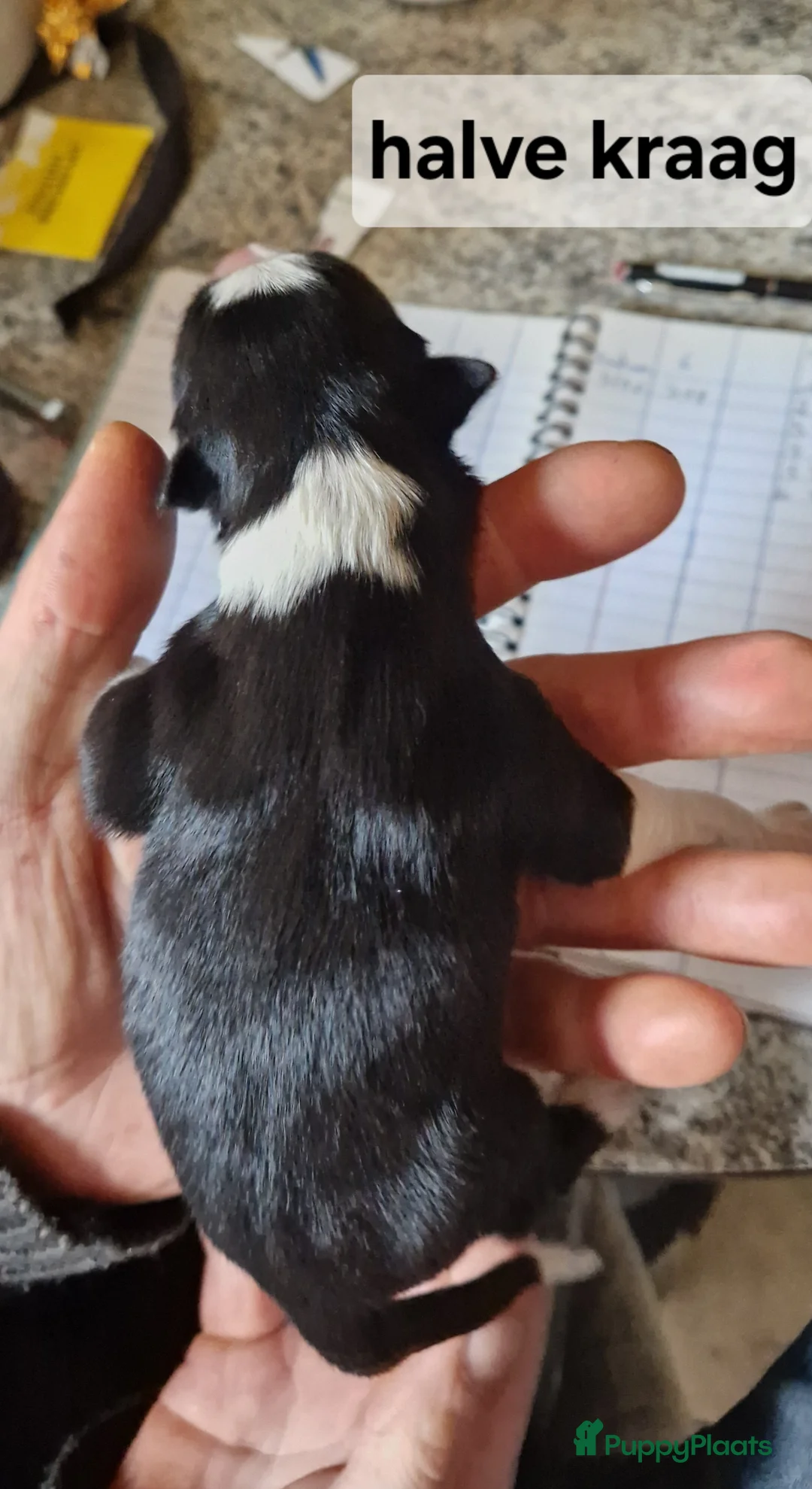 Border Collie honden te koop: Border collie pups - Advertentie 5