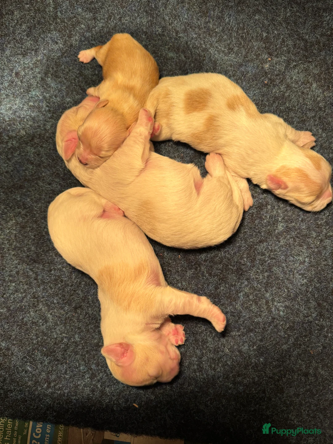 Galerij afbeelding {{count}}