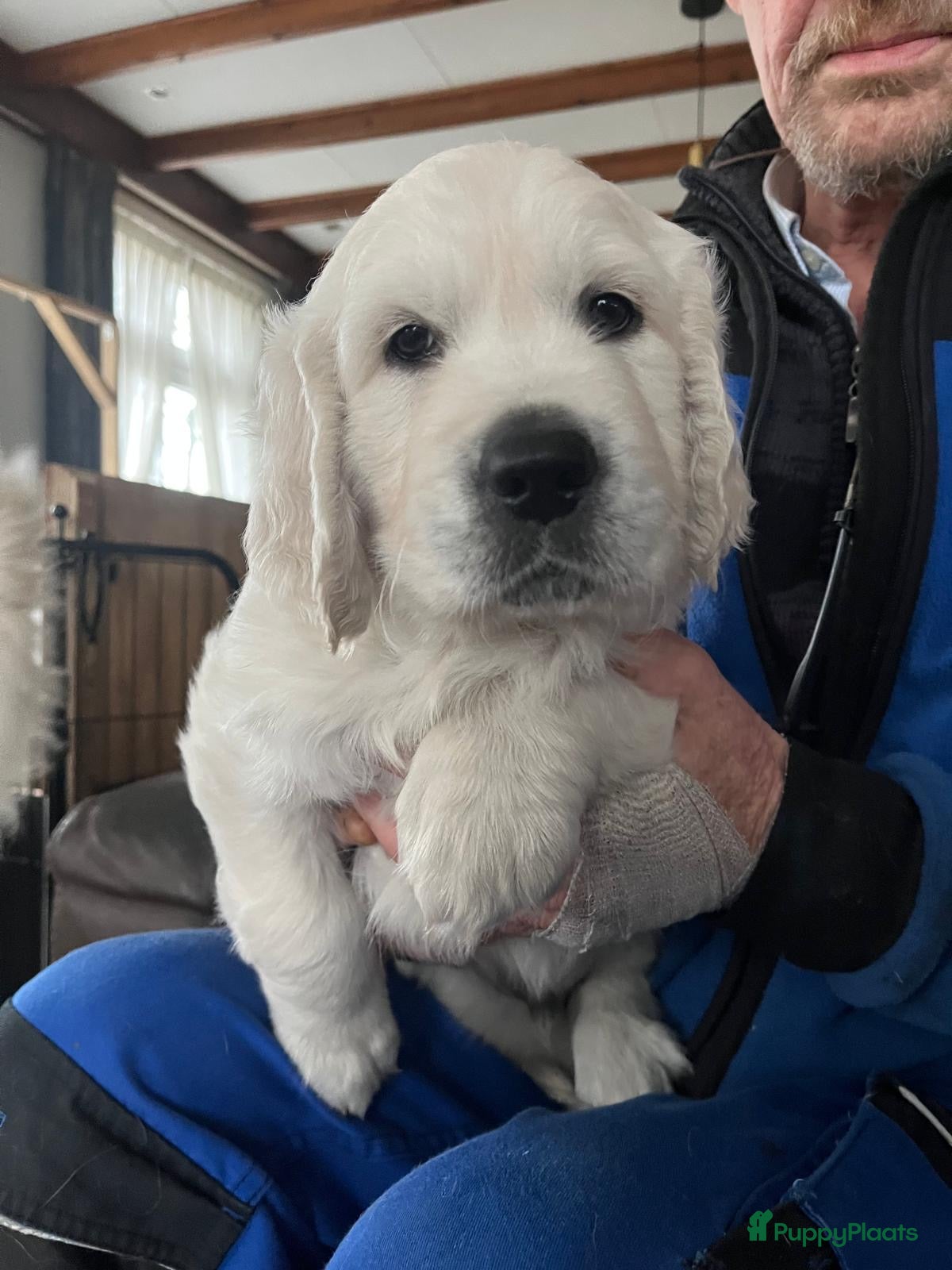 Golden Retriever honden 2 lieve golden retriever puppys te koop - Advertentie 1