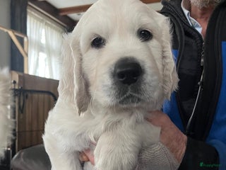 Golden Retriever honden 2 lieve golden retriever puppys te koop - Advertentie 1
