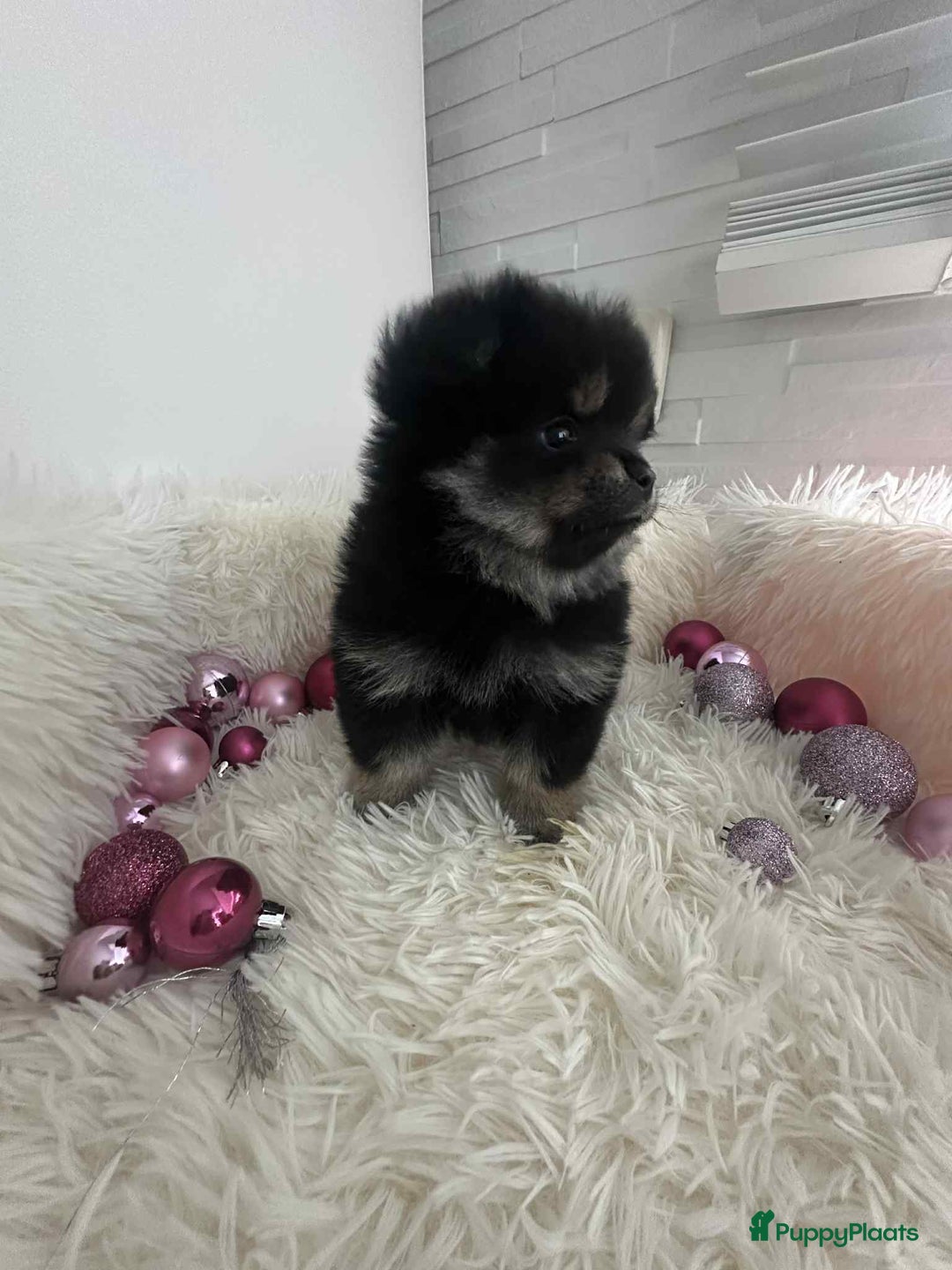 Pomeriaan honden te koop: mini pomeriaan - Advertentie 2