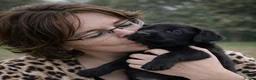 Labrador Retriever honden te koop: Raszuiver labrador pups te reserveren - Advertentie 10