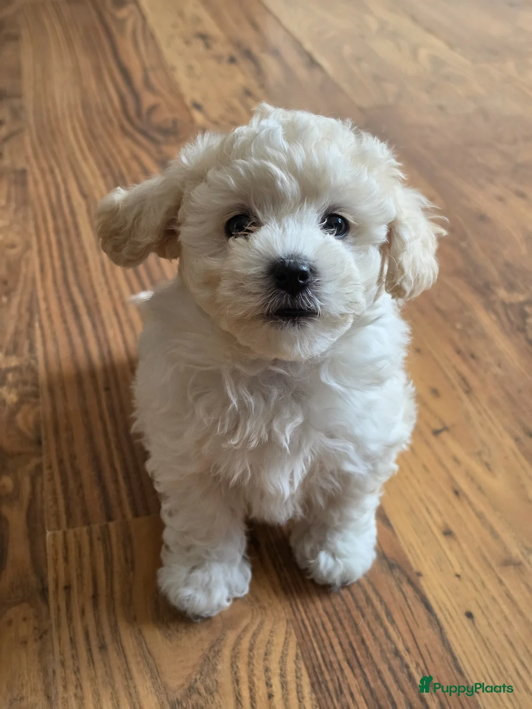 Kruising honden te koop: Lief teefje Maltezer x Bichon Frisé F1 in Vlaardingen - Advertentie 1