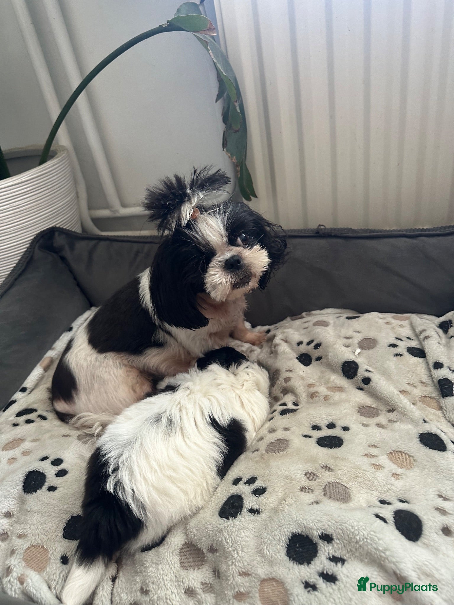 Shih Tzu honden Shih -Tzu reutje  - Advertentie 17