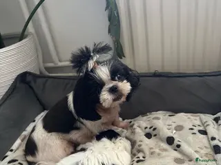 Shih Tzu honden Shih -Tzu reutje - Advertentie 17