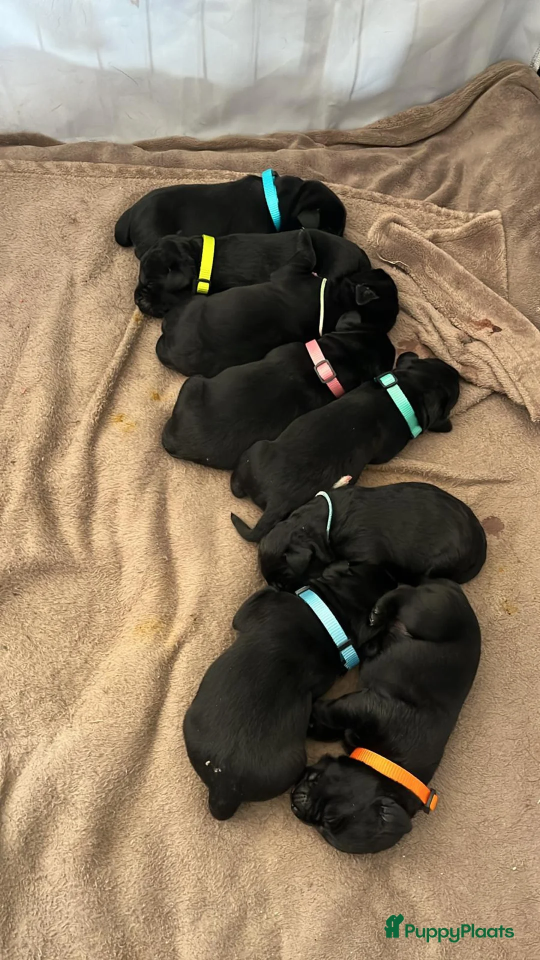 Labrador Retriever honden te koop: lieve labrador puppies te koop - Advertentie 12