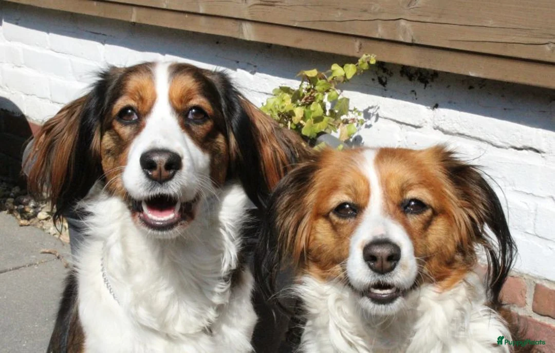 Kooikerhondje honden te koop: Kooiker pups met stamboom - Advertentie 1
