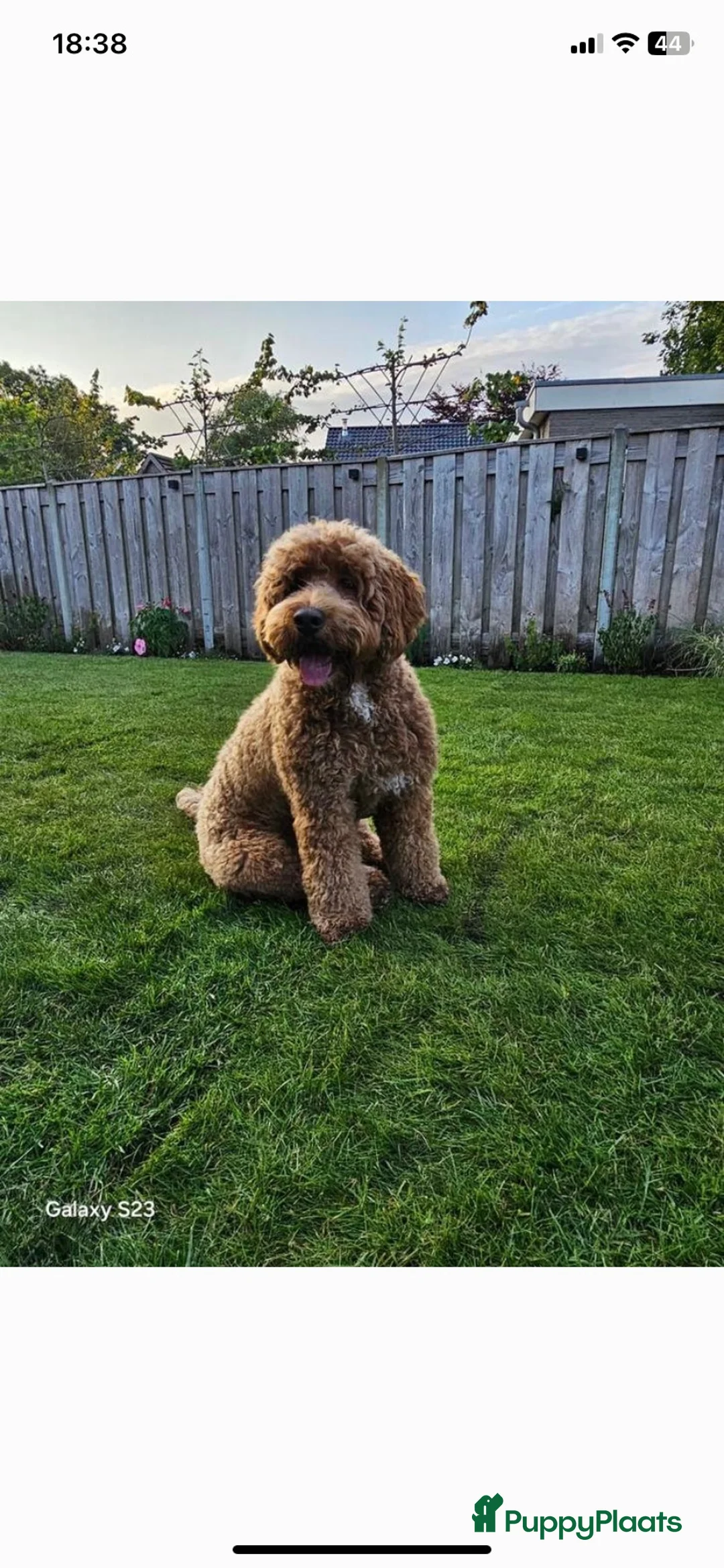 Kruising honden te koop: Nog twee zwarte labradoodle pups - Advertentie 2