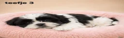 Kruising honden te koop: Prachtige boomer pups. Shih tzu maal maltezer. - Advertentie 6