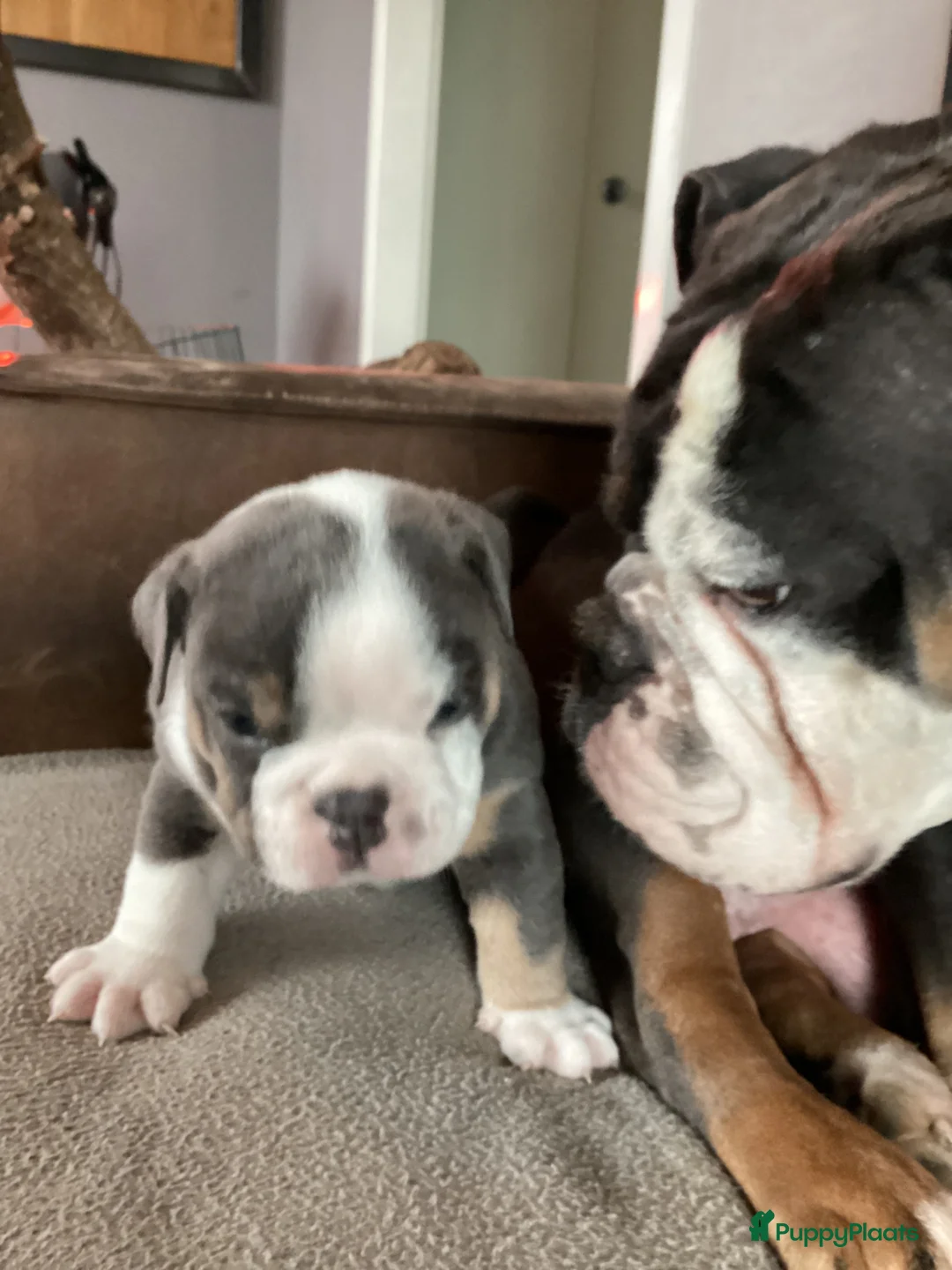 Old English Bulldog honden te koop: Prachtige Bulldog puppies in Nijmegen - Advertentie 1