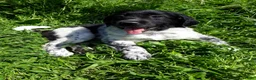 Friese Stabij honden te koop: Prachtige Friese Stabij pups reutjes! - Advertentie 17