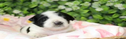 Tibetaanse Terriër honden te koop: Tibetaanse terrier pups  - Advertentie 10