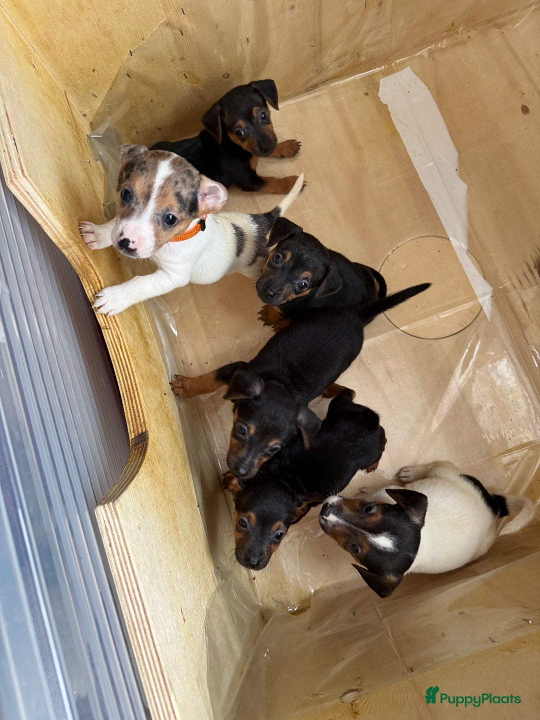 Jack Russel Terriër honden te koop: Jack russel pups - Advertentie 34