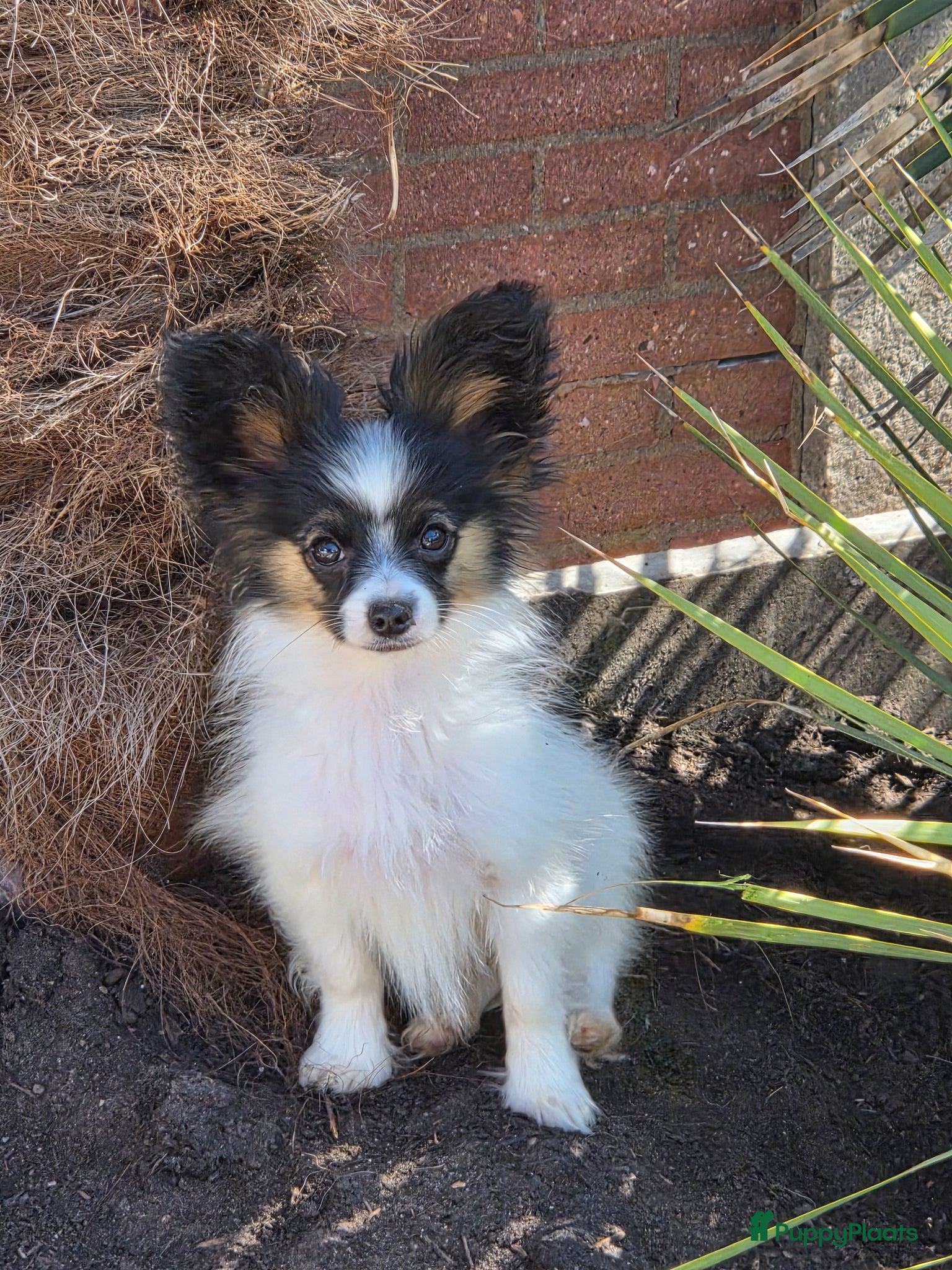 Vlinderhondje honden te koop: Vlinderhond papillon reutjes beschikbaar FCI - Advertentie 1