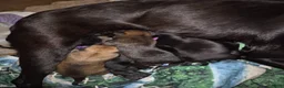 Mechelse Herder honden te koop: Nest met 9 pups (1 verkocht) in Veendam - Advertentie 5