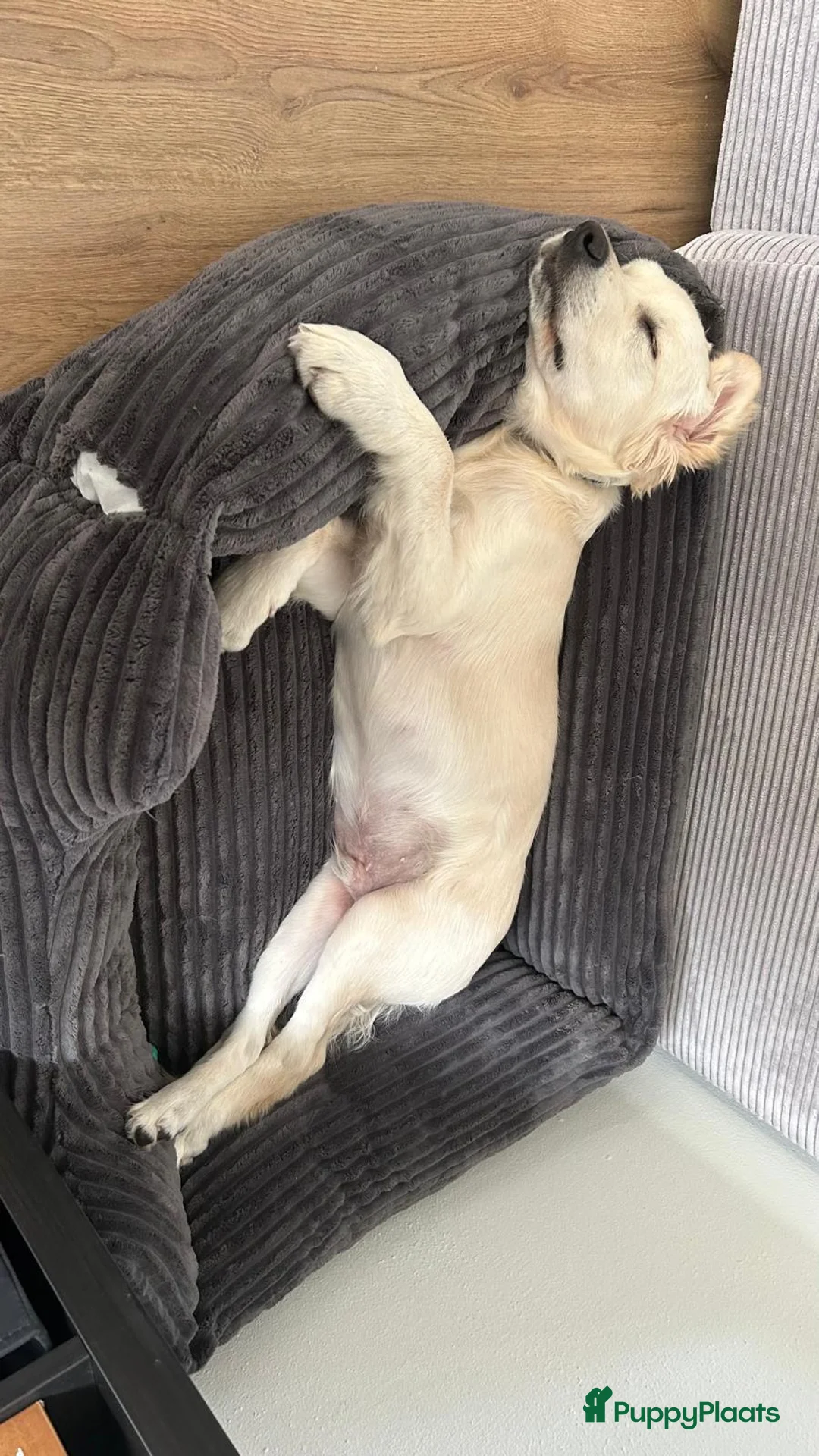 Golden Retriever honden te koop: 4 months old Golden Retriever - Advertentie 7