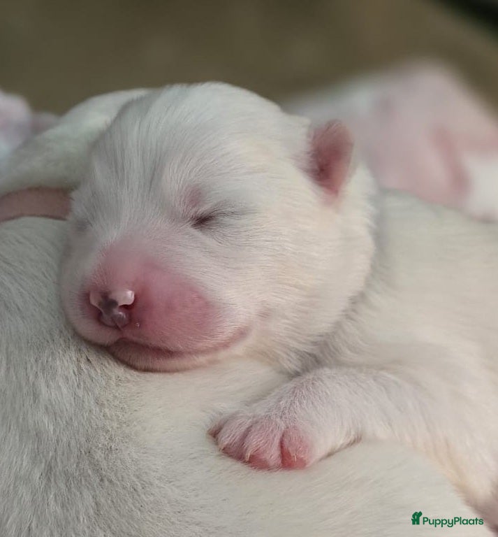 Samojeed honden te koop: Samojeed puppys zoeken hun gouden mandje 🐾 - Advertentie 1