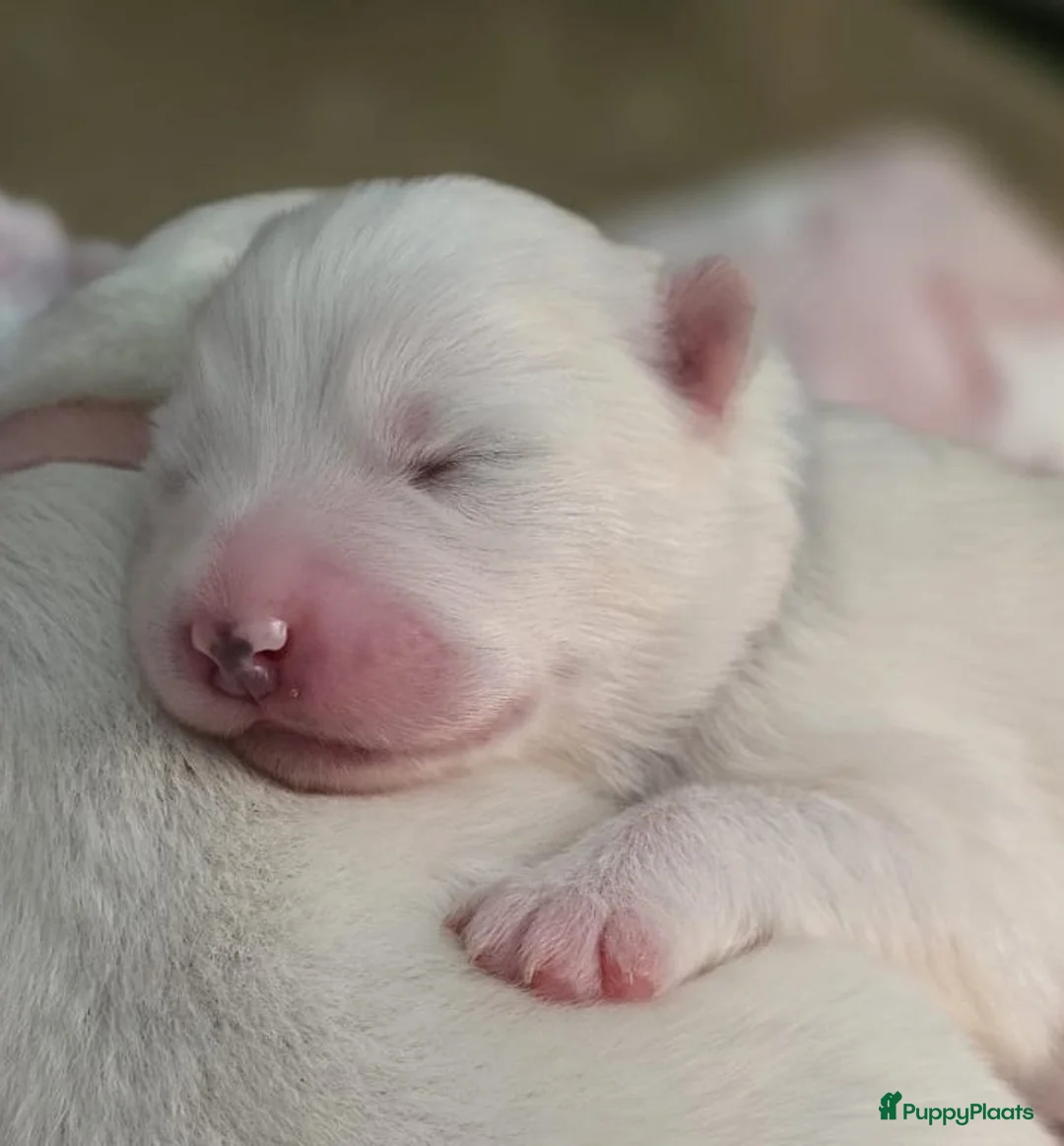 Samojeed honden te koop: Samojeed puppys zoeken hun gouden mandje 🐾 - Advertentie 1
