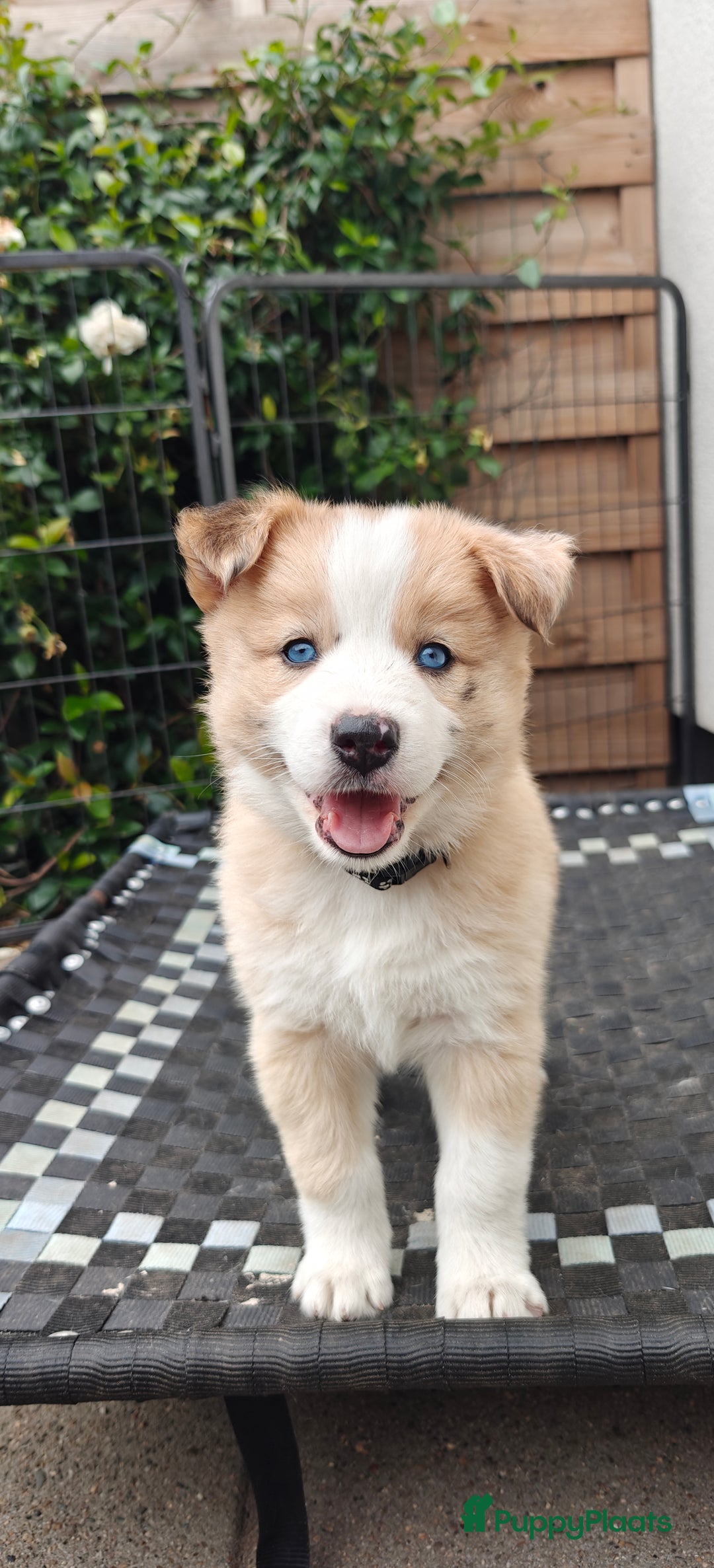 Kruising honden te koop: Borsky pup, Husky x Border Collie - Afbeelding 13