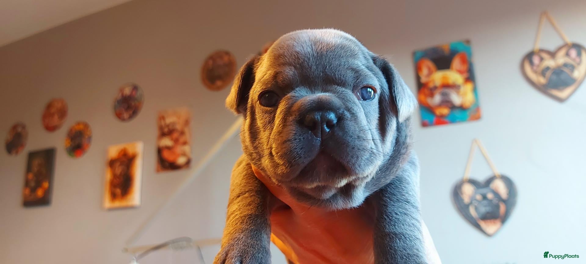 Franse Bulldog honden Prachtige Franse Bulldog pups met stamboom - Advertentie 2