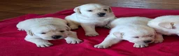 Labrador Retriever honden te koop: Raszuivere labrador retriever pup stamboom  - Advertentie 2