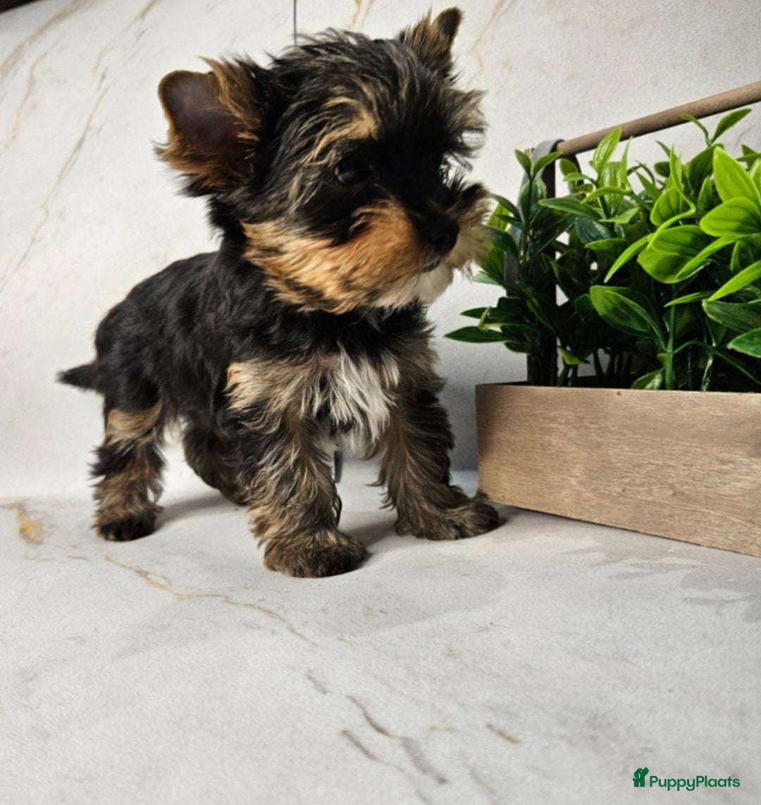 Yorkshire Terriër honden te koop: Yorkshire Terrier pups - Advertentie 3