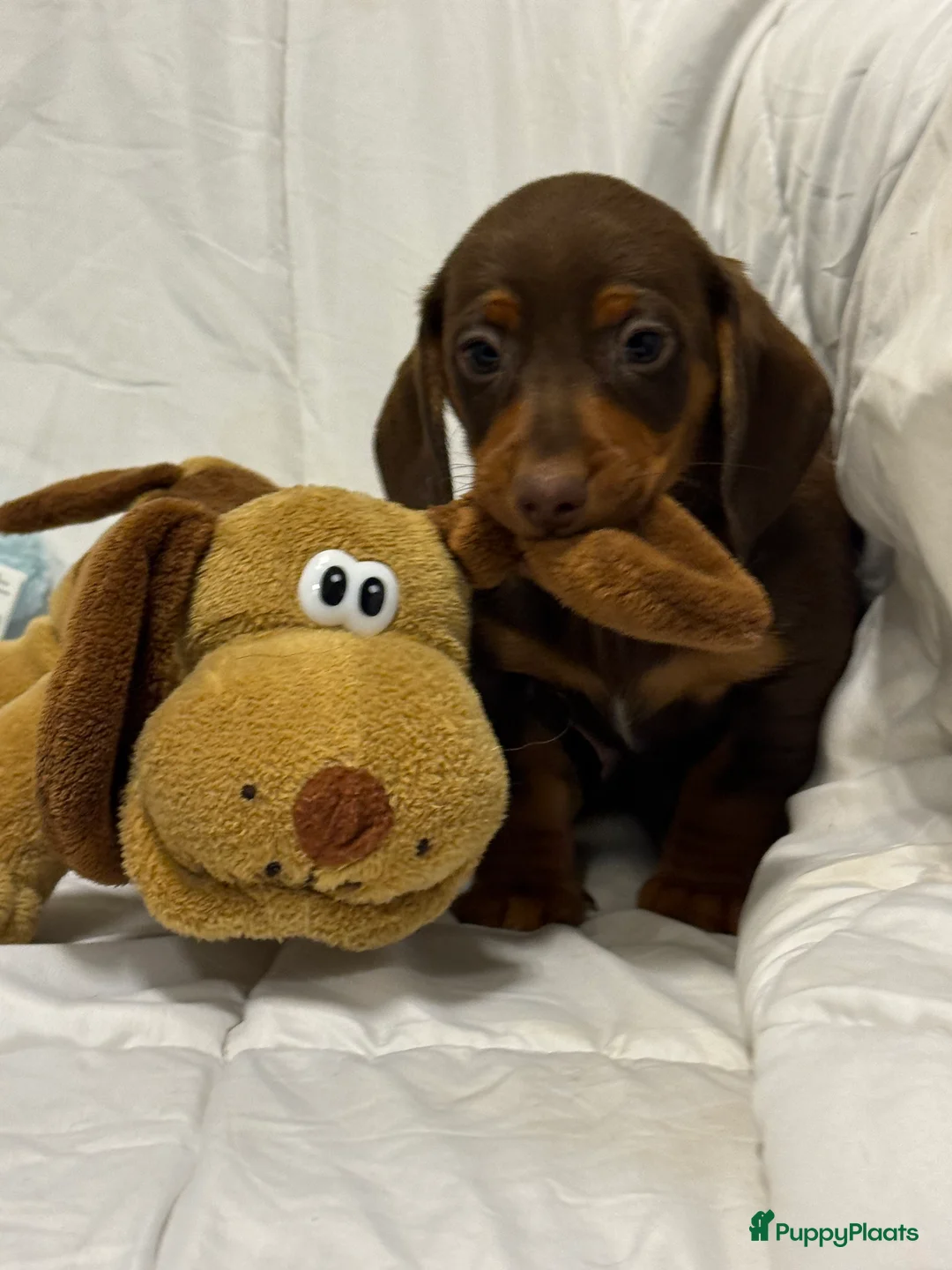 Teckel (korthaar)  honden te koop: Dwerg teckel pups  - Advertentie 21