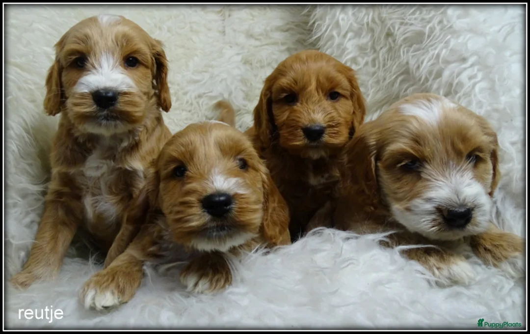 Cockapoo honden te koop: Cockapoo pups - Advertentie 12