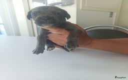 Cane Corso honden te koop: Cane corso pups - Afbeelding 4
