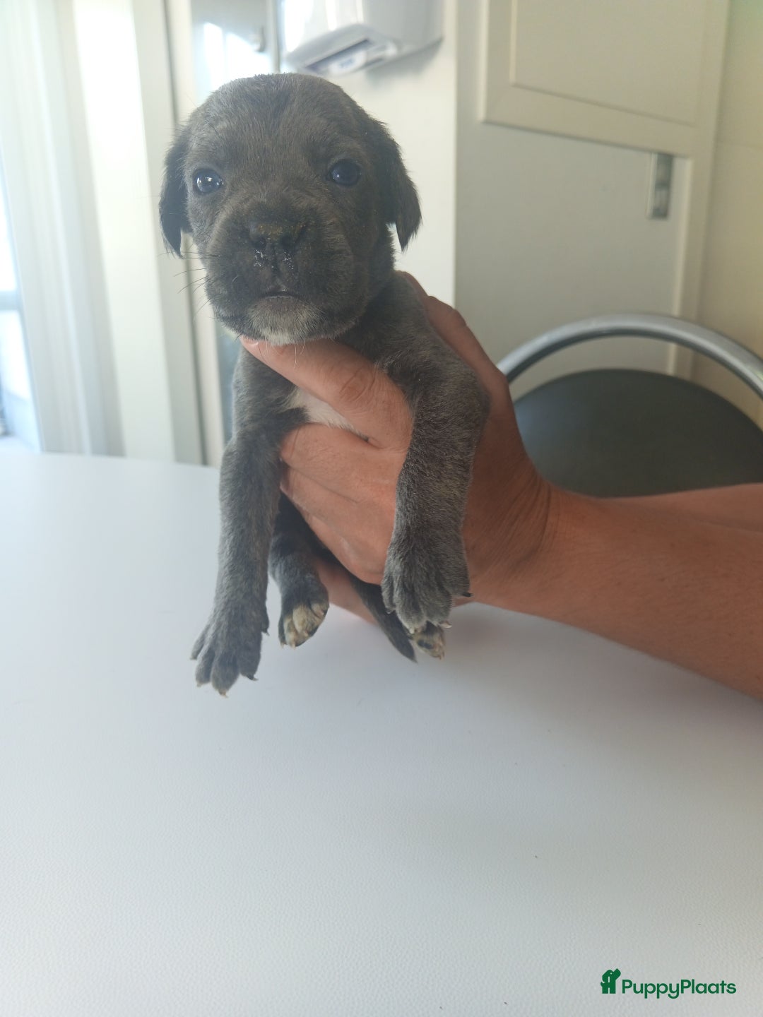 Cane Corso honden te koop: Cane corso pups - Afbeelding 4