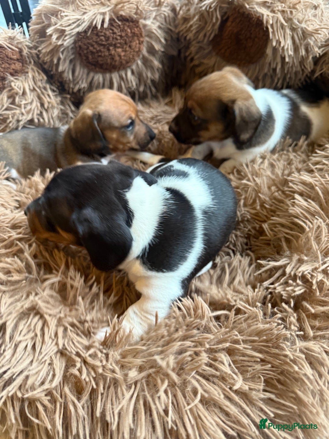 Teckel (korthaar)  honden te koop: Piebald dwergteckel pups - Advertentie 12