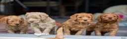 Australian Labradoodle honden te koop: Medium Australian Labradoodle puppy's - Advertentie 16