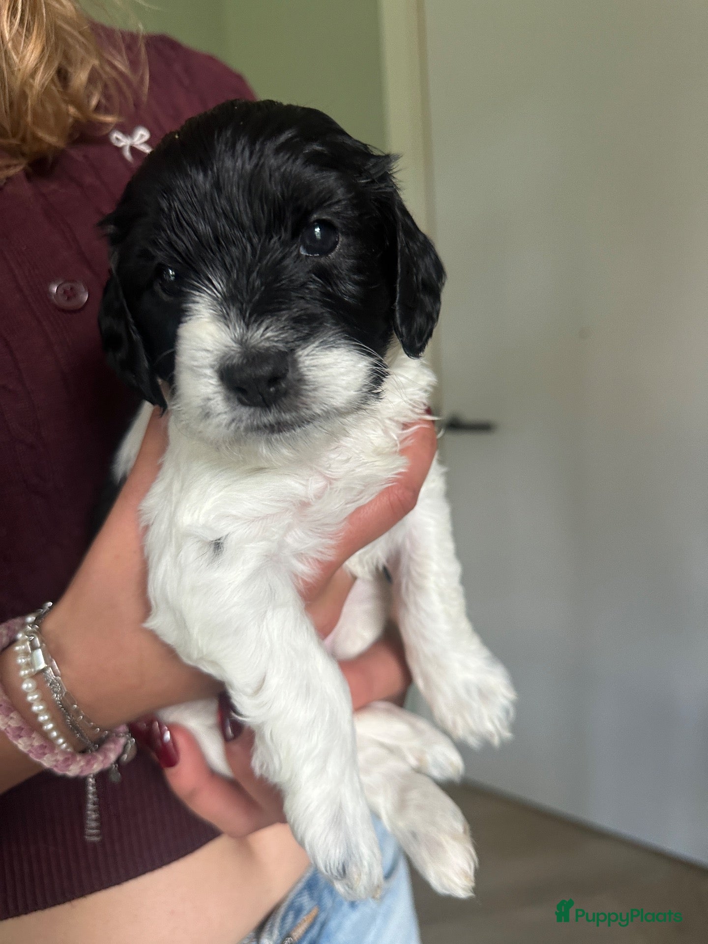 Kruising honden Nestje met Sproodle / Springerdoodle pups  - Advertentie 1