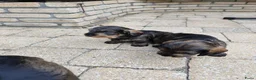 Ruwhaar Teckel honden te koop: Ruwharige teckel pup (standaard) - Advertentie 13