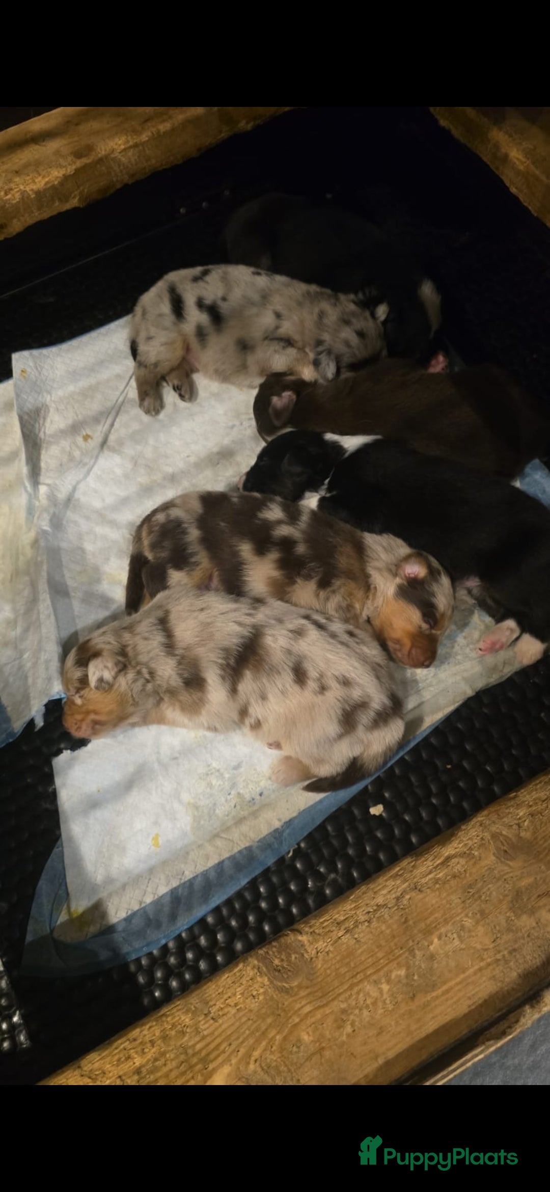 Australian Shepherd honden te koop: Mooie australian sherperd pups. - Advertentie 7