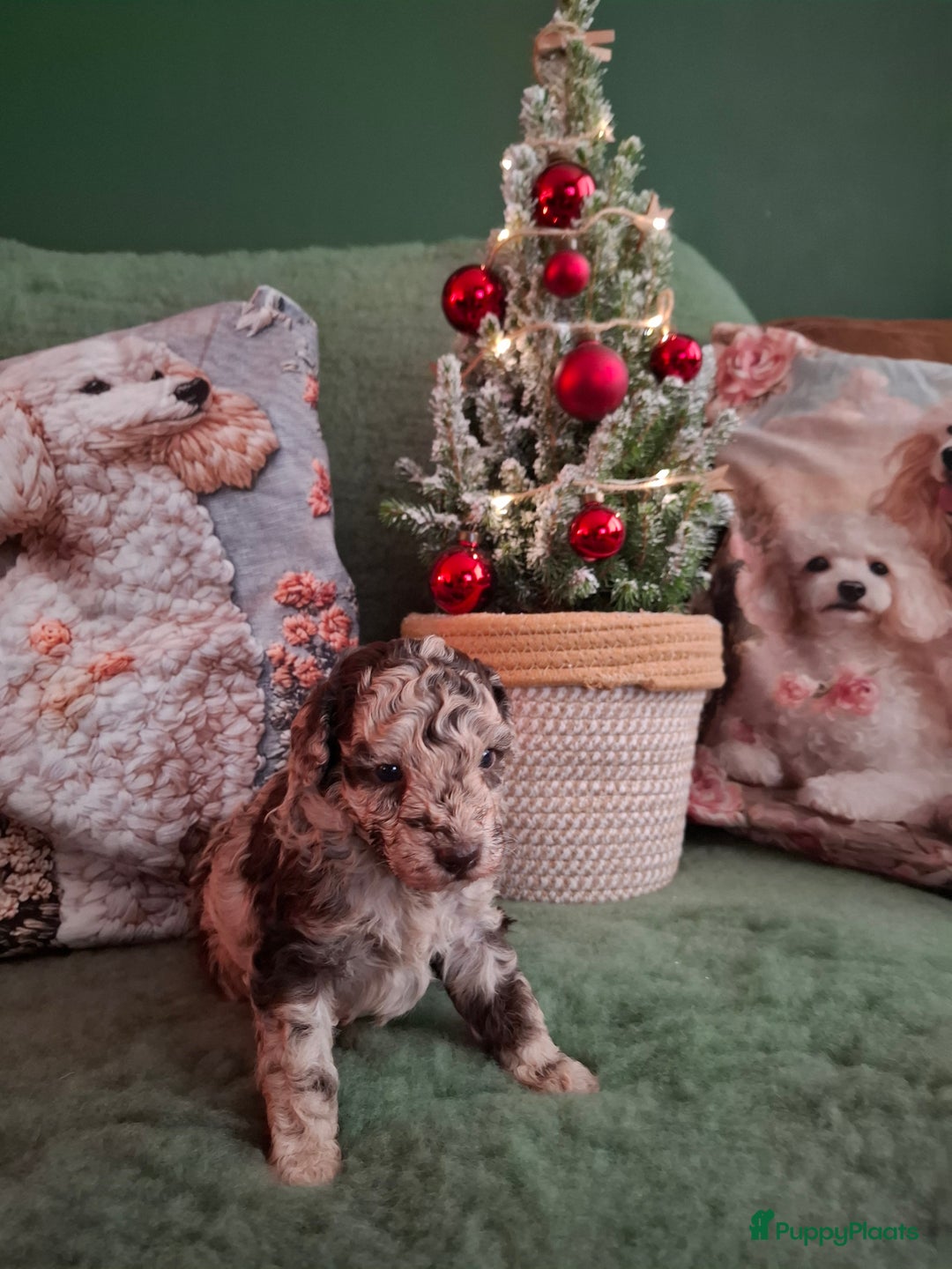 Poedel Toy honden te koop: Mooie chocolade merle pups - Advertentie 6