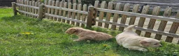 Golden Retriever honden te koop: Golden Retriver pups mogen de nest uit ! - Advertentie 2
