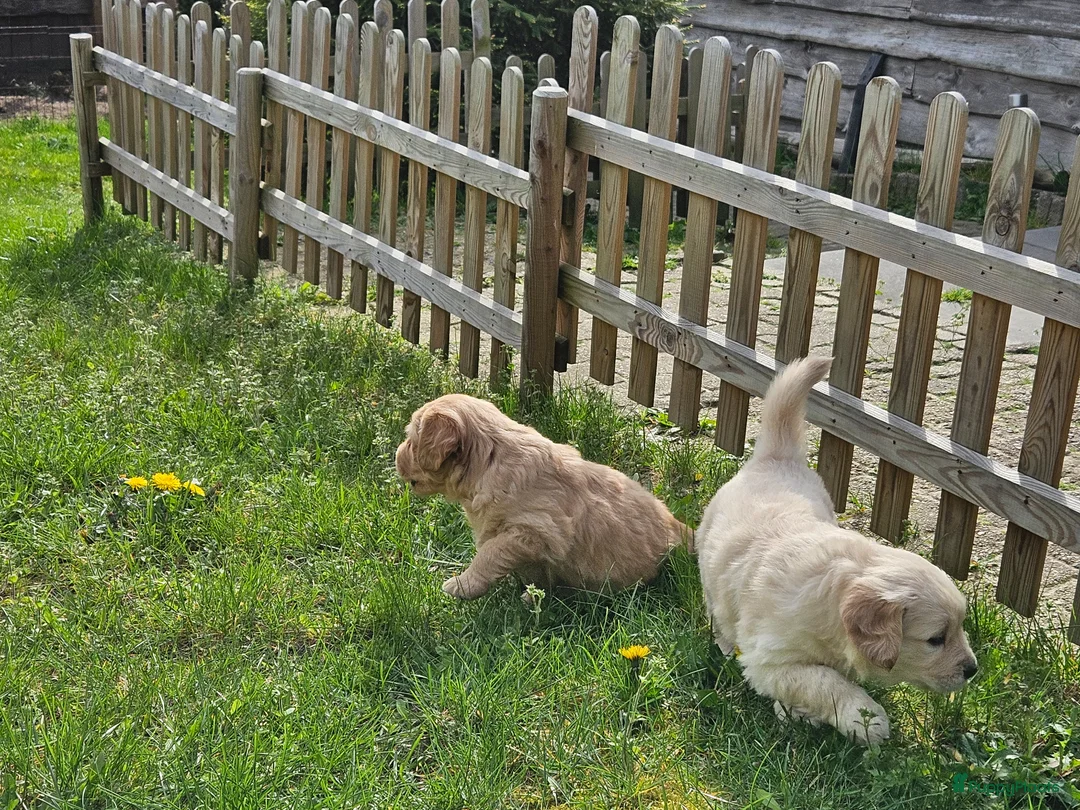 Golden Retriever honden te koop: Golden Retriver pups mogen de nest uit ! - Advertentie 2