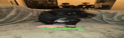Maltipoo honden te koop: Mooie maltipoo pups 8 weken oud - Advertentie 11