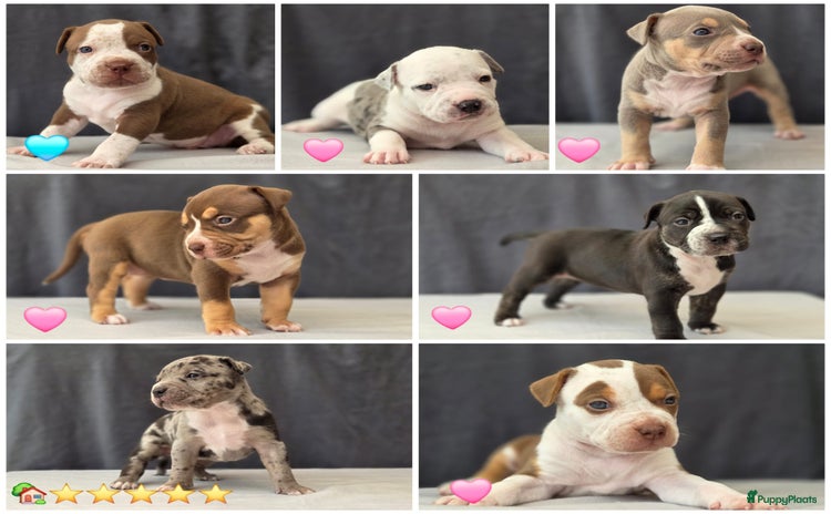 Amerikaanse Bully honden - Advertentie 1