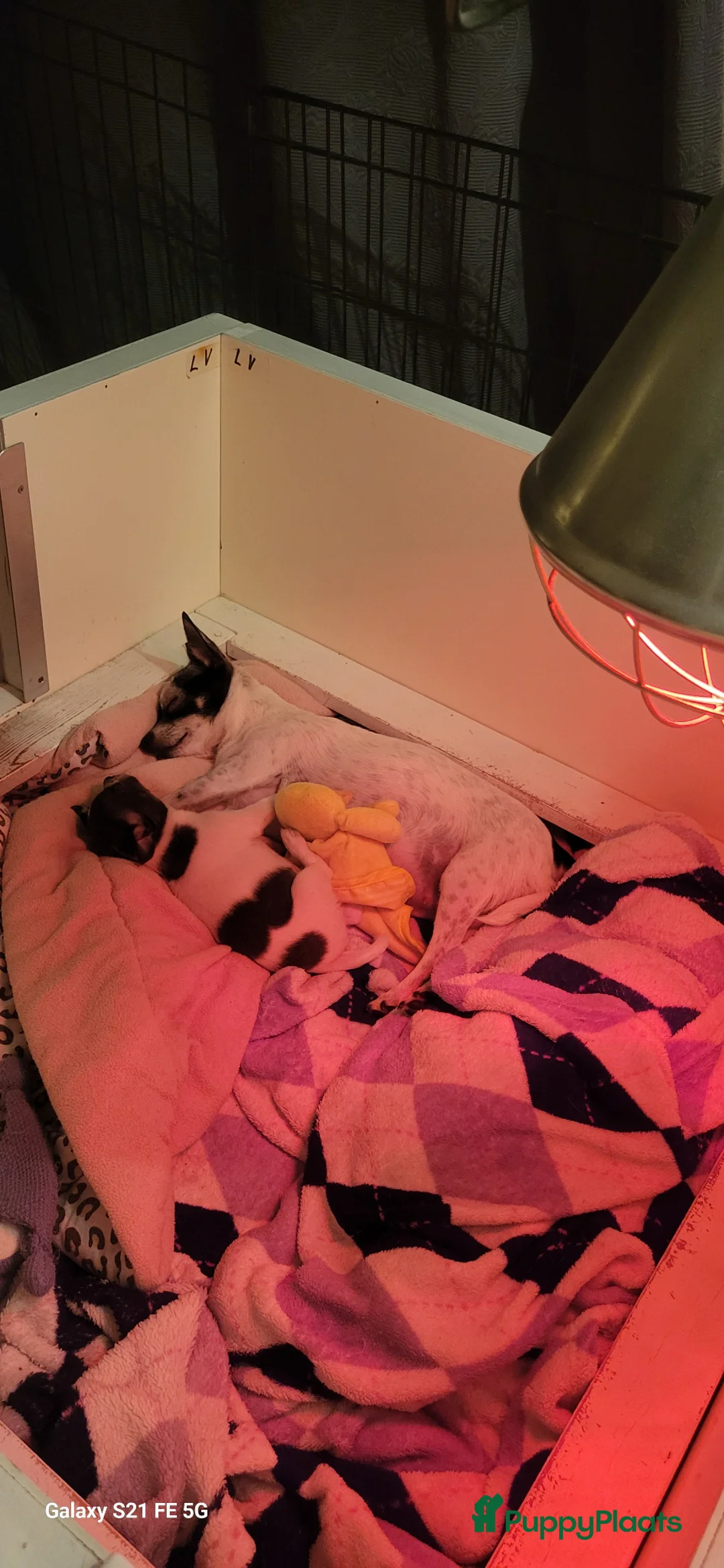 Chihuahua honden te koop: Chihuahua teefje blauw wit - Advertentie 1