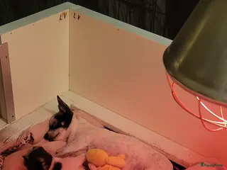 Chihuahua honden te koop: Chihuahua teefje blauw wit - Advertentie 1