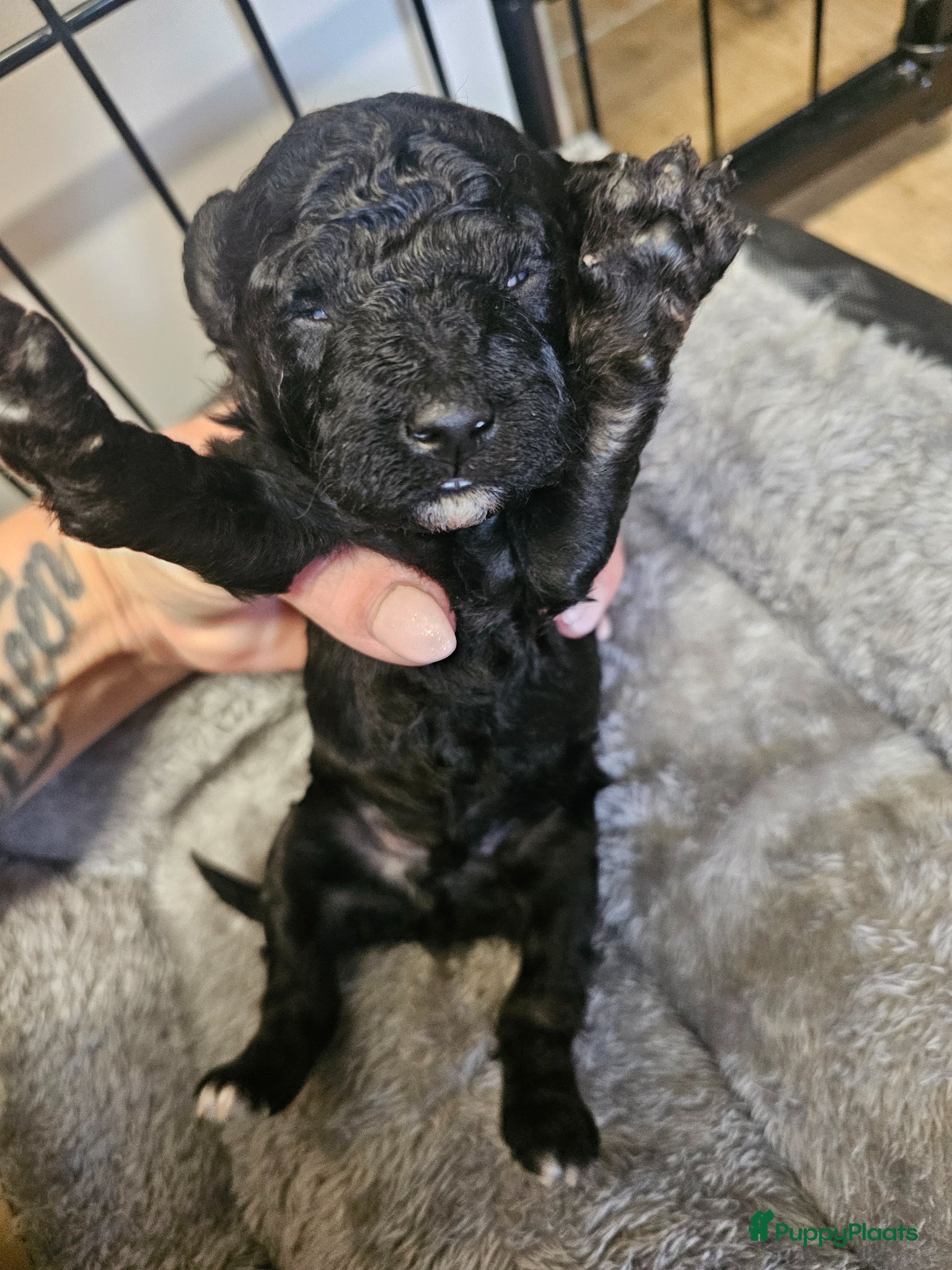 Poedel Toy honden te koop: Knappe toy poedel pups - Advertentie 20