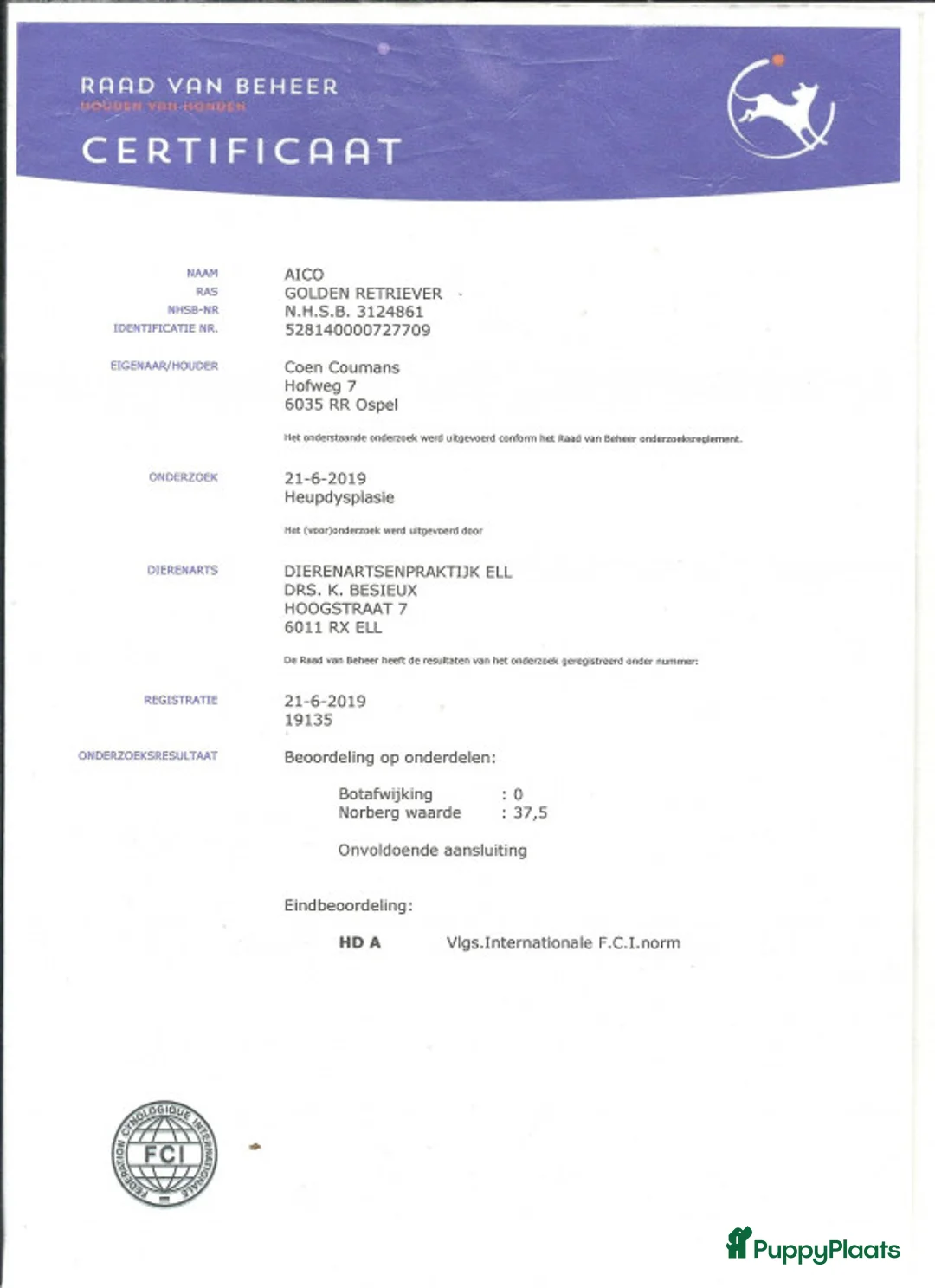 Golden Retriever honden ter dekking: Staat ter dekking Golden retriever dekreu in Ospel - Advertentie 5