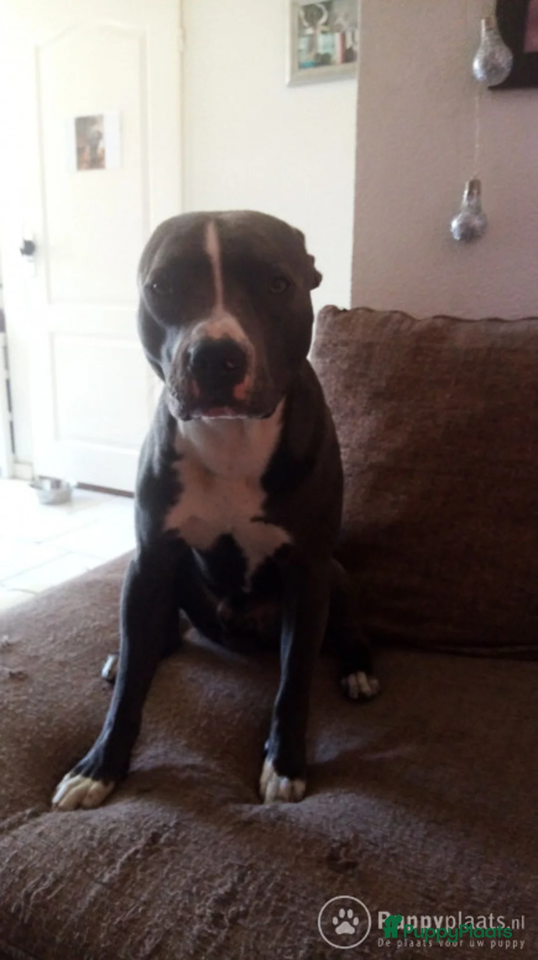 Pitbull Terriër honden ter dekking: lieve dekreu zoekt teefje voor dekking in Heteren - Advertentie 2