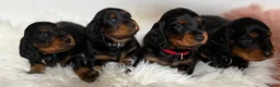 Teckel (langhaar) honden te koop: Teckel standaard langhaar met stamboom - Advertentie 25
