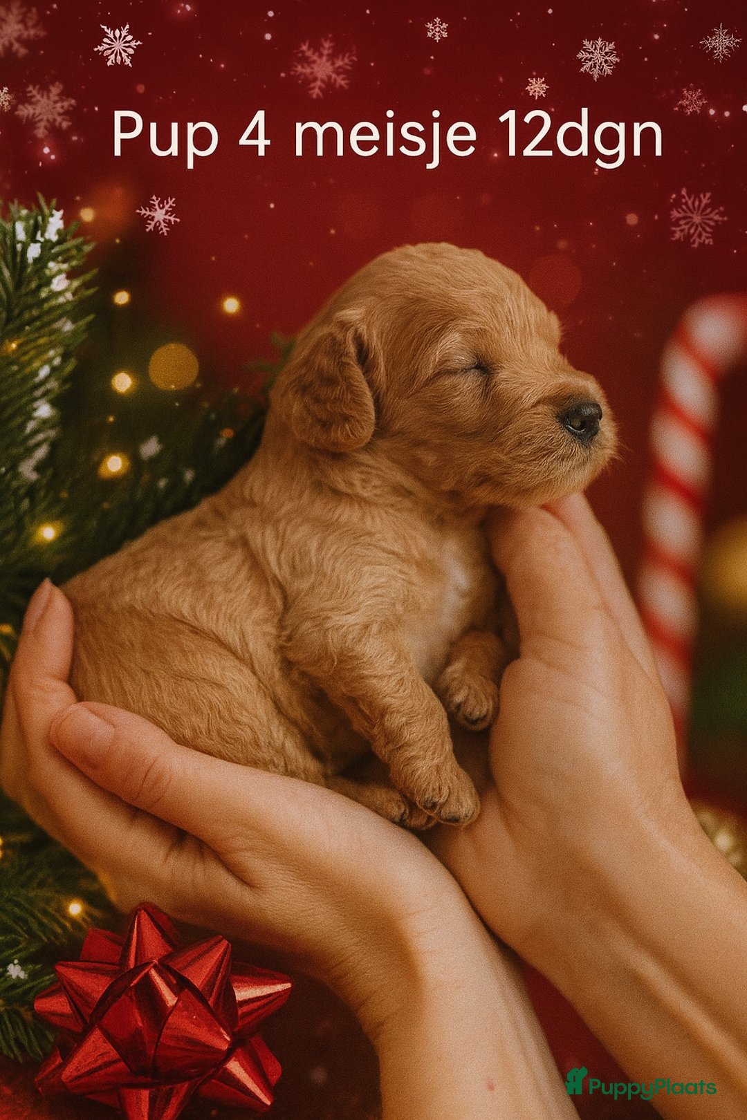 Labradoodle honden te koop: ✨ Liefdevol opgegroeide pups enkele te reserveren - Advertentie 19