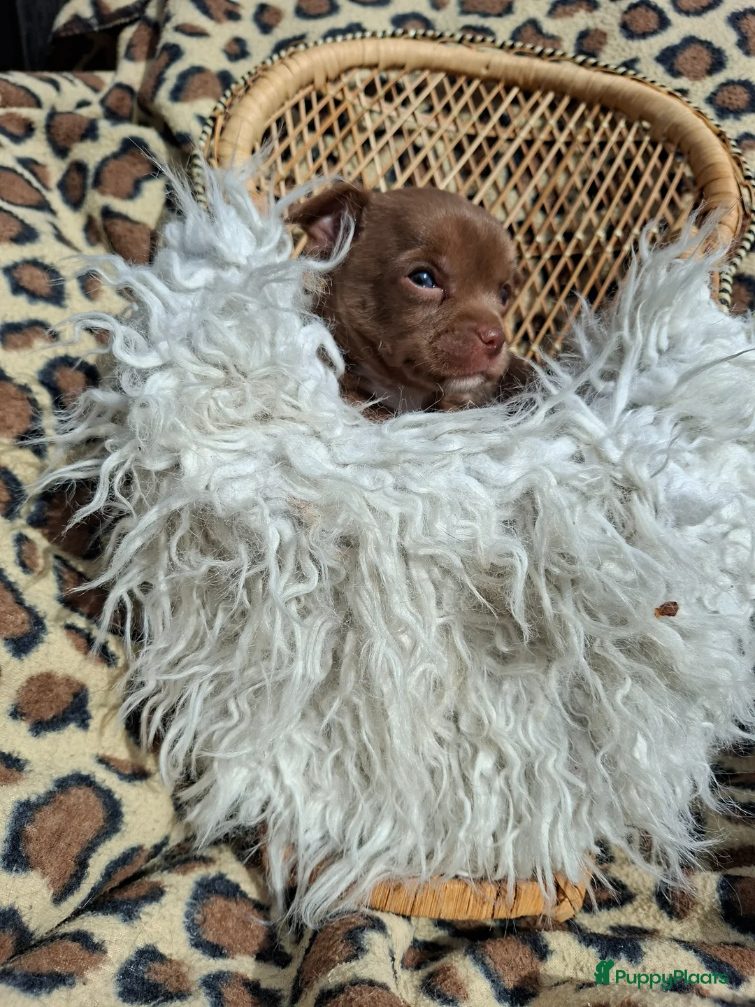 Chihuahua honden te koop: Chihuahua reutje Camel - Advertentie 2