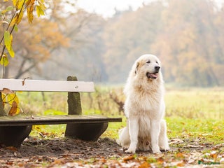 Pyreneese Berghond honden Ter Dekking in Wellerlooi - Advertentie 24