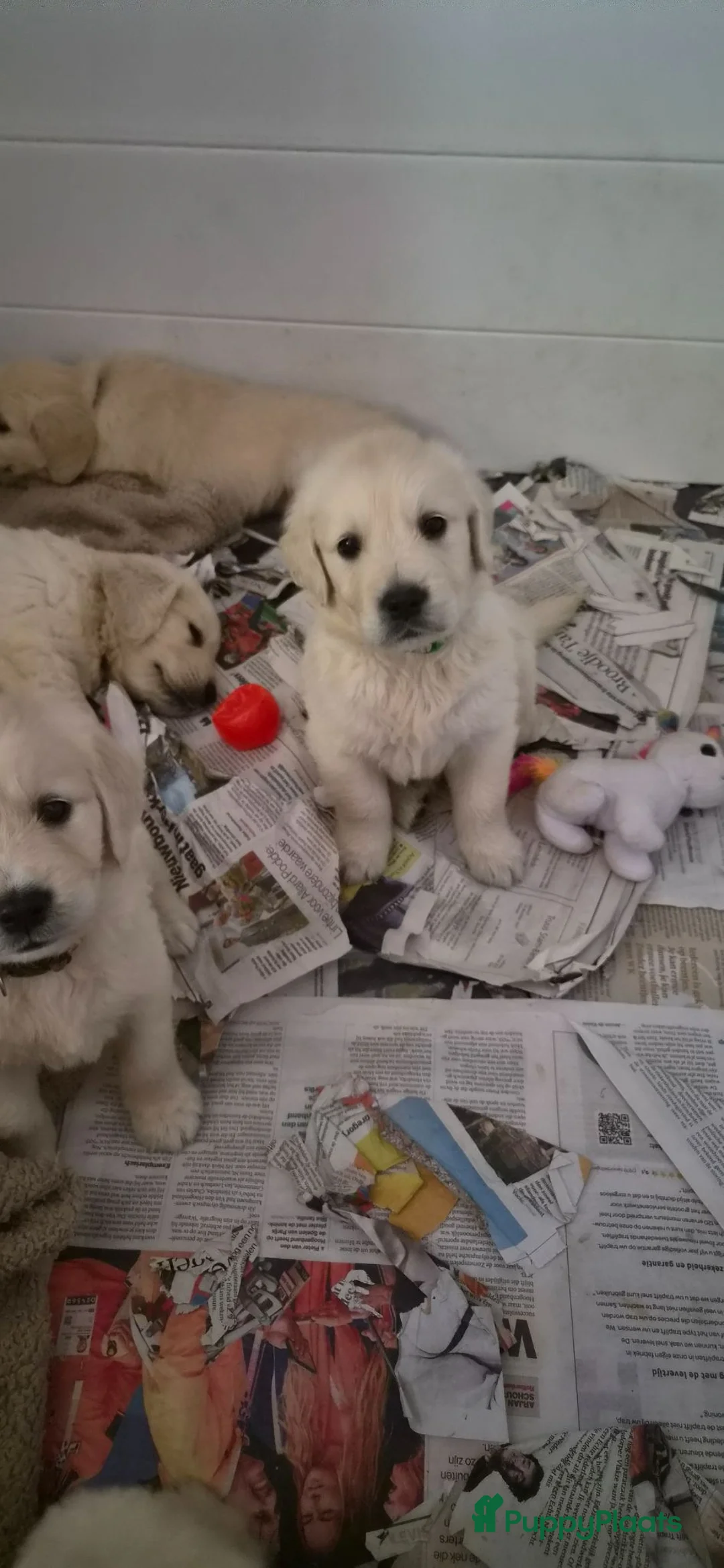 Golden Retriever honden te koop: Prachtige golden retriever pups - Advertentie 5
